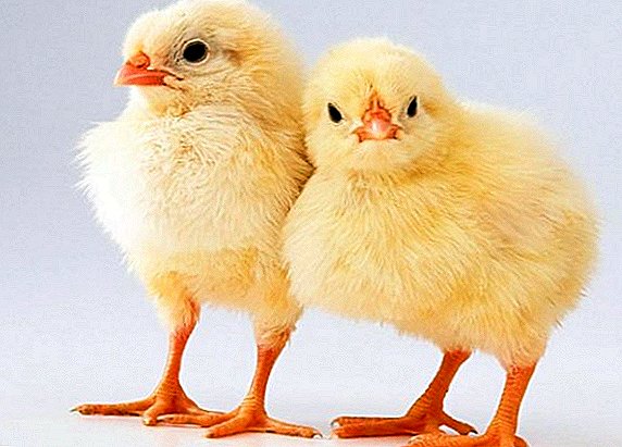 How to raise broiler chickens at home