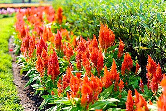 How to grow celosia in the country