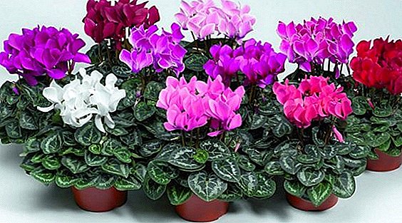 How to grow cyclamen at home