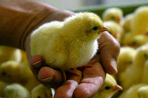Wie man Broiler-Hühner zu Hause züchtet