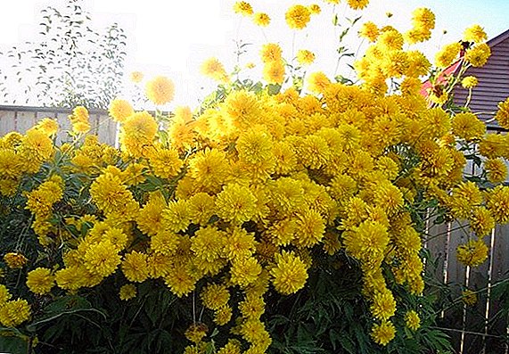 Wie kann man im Garten goldene Blütenkugeln züchten?