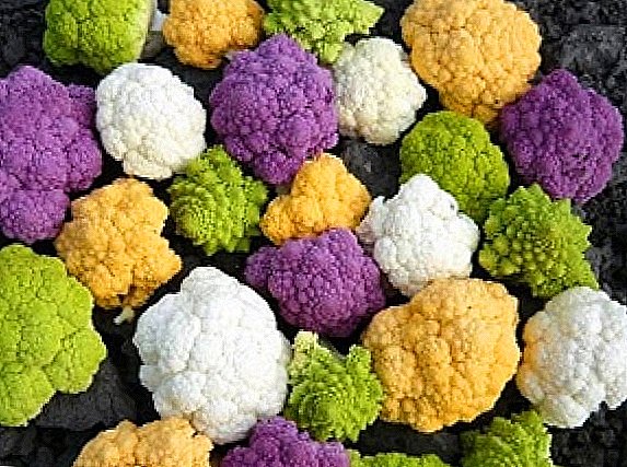How to grow cauliflower: rules and tips
