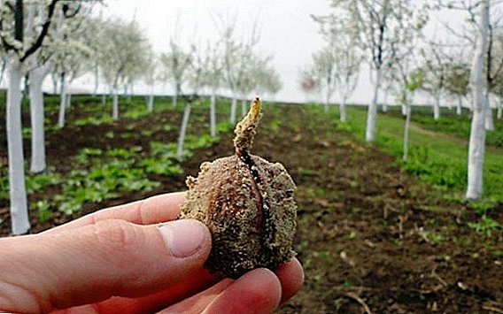 クルミの実から木を育てる方法