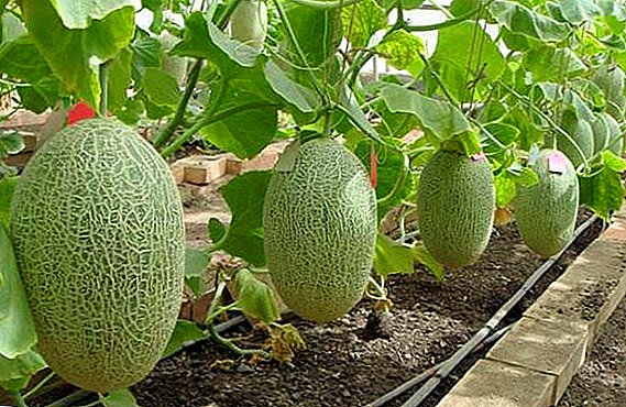 How to grow a melon in a polycarbonate greenhouse, formation and maintenance
