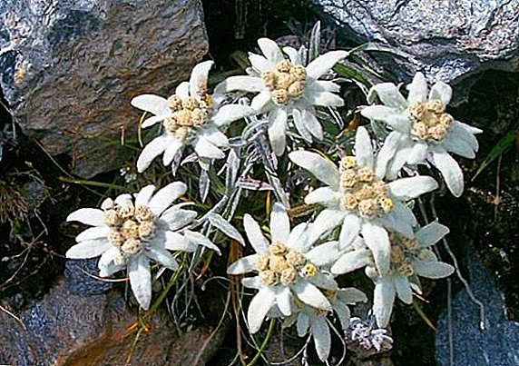 Hur man odlar edelweiss i trädgården, planterar och bryr sig om "blomman i bergen"