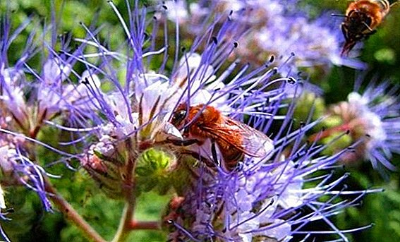 How to grow phacelia in the country