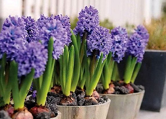 Hoe een hyacint te laten groeien op de datsja