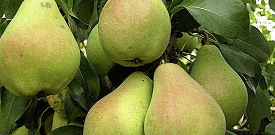 How to grow a pear varieties "Veles" on your site
