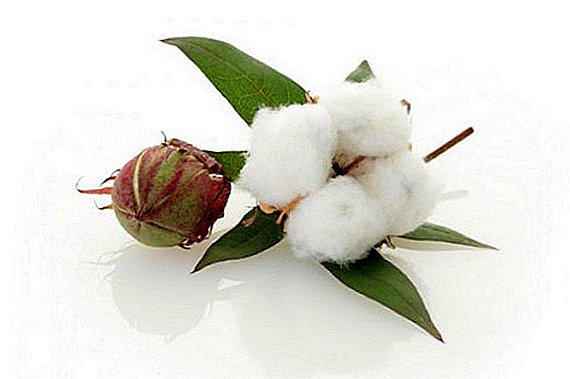 Como cultivar algodão