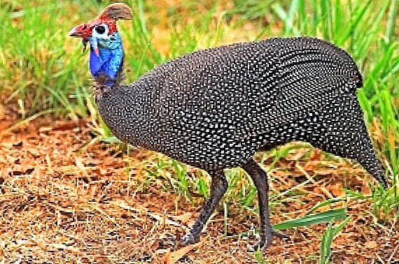 How to grow good guinea fowls at home