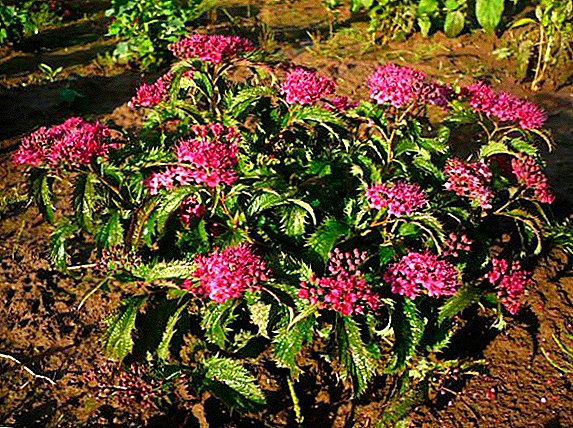 How to grow and plant a spirea plant Japanese at home