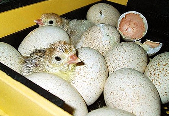 How to grow turkey poults in an incubator