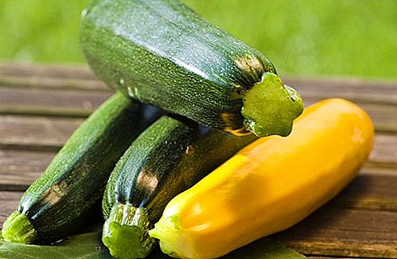How to grow zucchini from seed in open ground