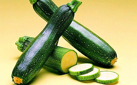 Cara menanam zucchini pada metode pembibitan plot kebun