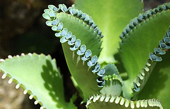 How to grow Kalanchoe Degremona at home
