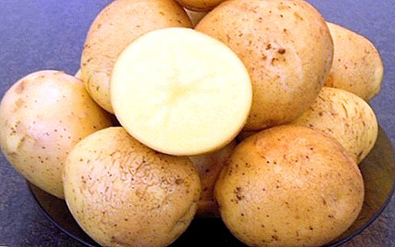 How to grow potato varieties "Gala" in their area