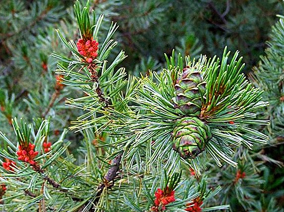 How to grow pine pine on the plot