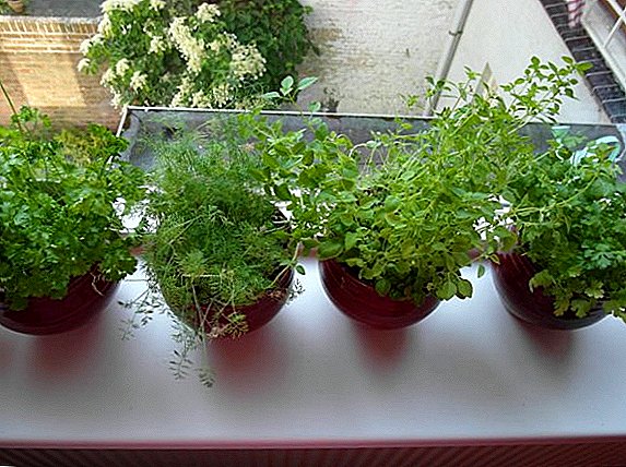 Cómo cultivar cilantro en el alféizar de la ventana, consejos sobre cómo plantar y cuidar una planta en casa