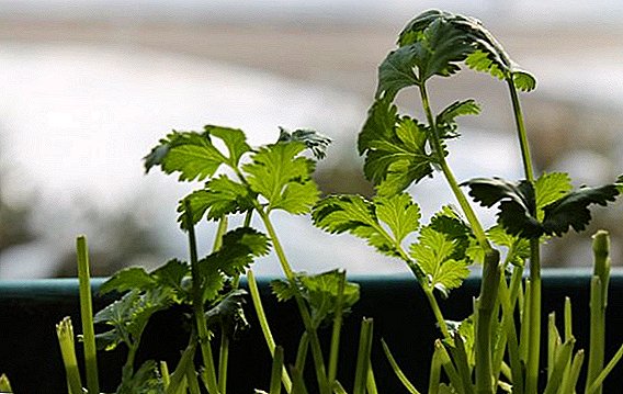 Cómo cultivar cilantro en el alféizar de la ventana en el apartamento en invierno