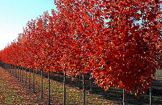 How to grow red maple in the area