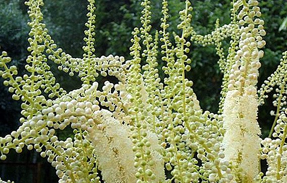 How to grow black cohosh on the site: planting and care