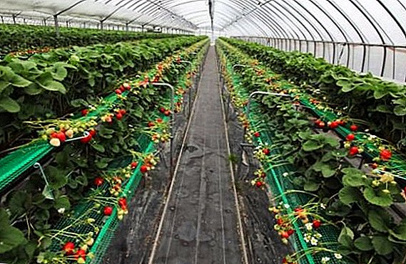 How to grow strawberries in a greenhouse
