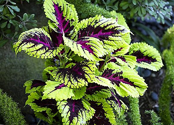 How to grow Coleus at their summer cottage
