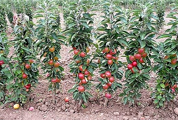Cách trồng táo cột trong vườn của anh ấy