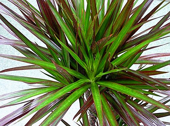 How to grow indoor dracaena, especially the care of an exotic plant