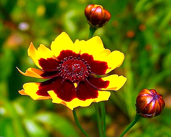 How to grow coreopsis in my area