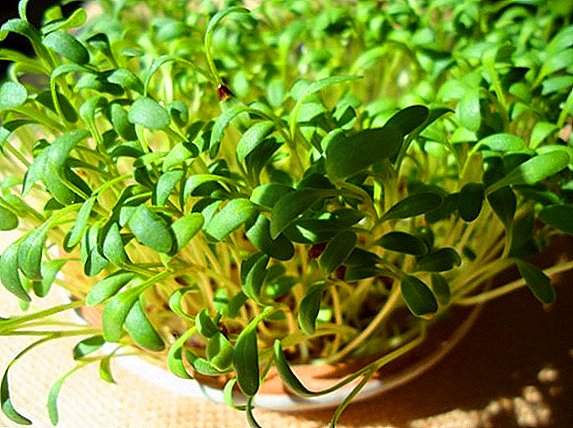 How to grow watercress at home on the windowsill