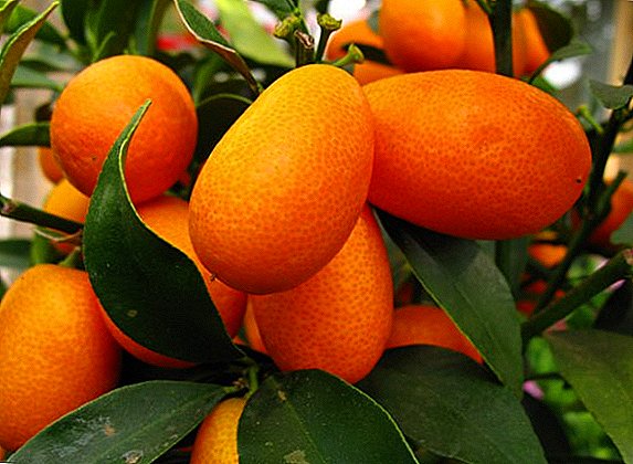 Kako rastu kumquat kod kuće