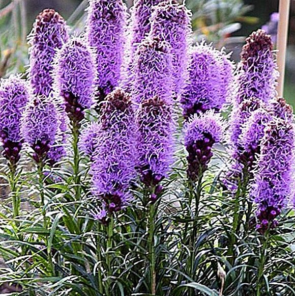 How to grow liatris in my area