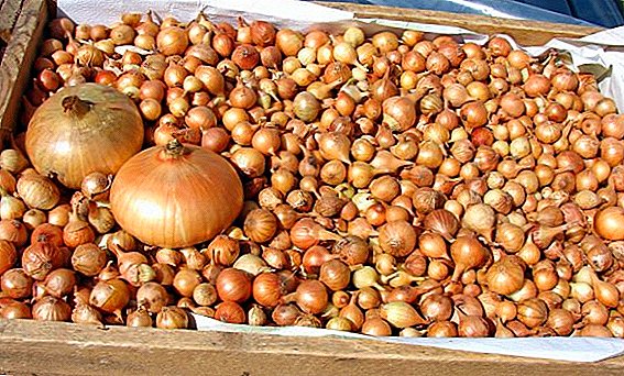Wie man Zwiebelsätze im Ural züchtet