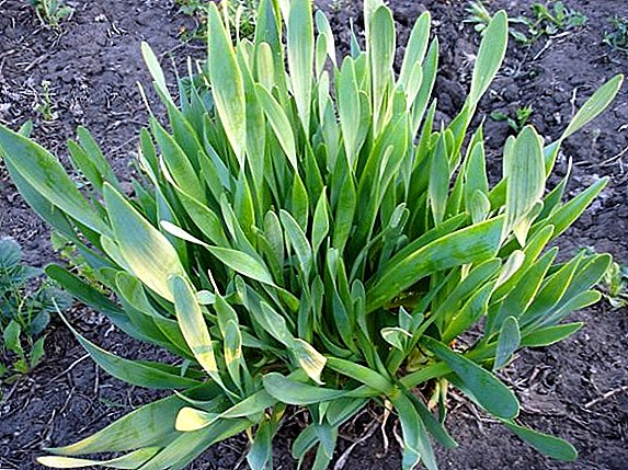 How to grow a slizun onion: the rules of planting and care
