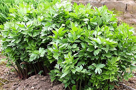 How to grow lovage in the country