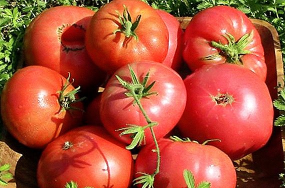 Cómo cultivar "frambuesa gigante", sembrar y cuidar tomates en el jardín.