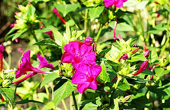 How to grow Mirabilis from seed, planting plants seedling way
