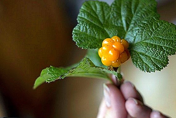 How to grow cloudberries: the rules of planting and care