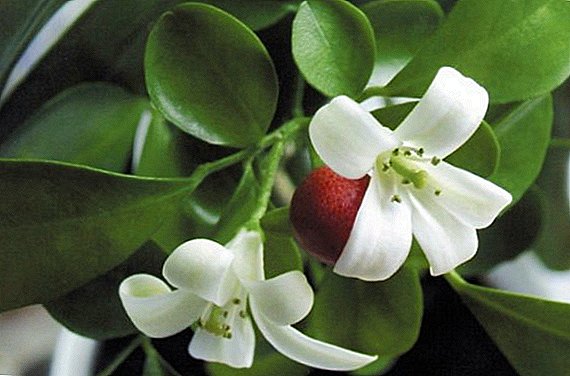 Como cultivar Murayu em casa: dicas para produtores de flores