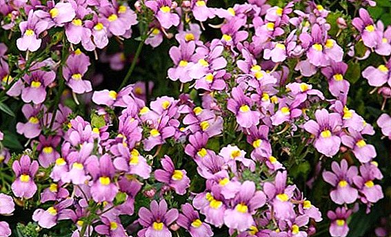 How to grow nemesia from seed