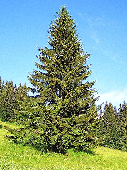 How to grow ordinary spruce, planting evergreen tree at the dacha