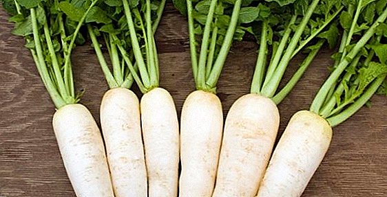 How to grow a huge radish, planting and care for daikon