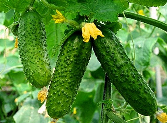 Ako pestovať uhorky "Odvaha": tipy agronómov