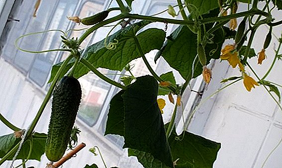 Sådan dyrkes agurker på vindueskarmen om vinteren