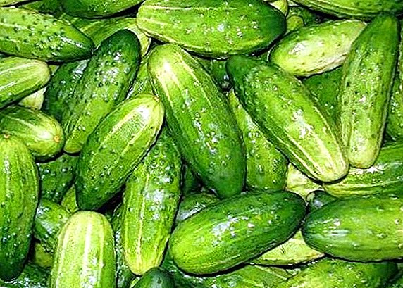 How to grow a cucumber "Nezhinsky": tips agronomists