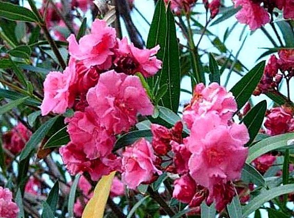How to grow oleander in your home