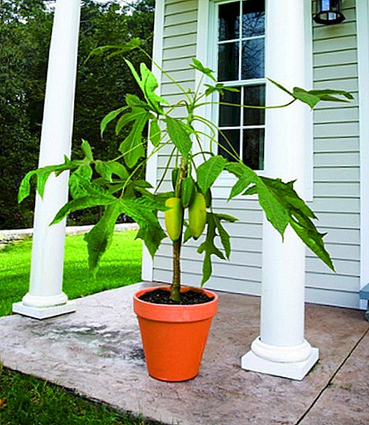 Kuidas kasvada papaia seemnetest kodus