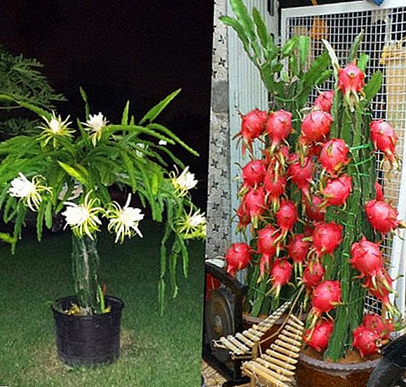 Sådan dyrker du Pitahaya fra frø derhjemme