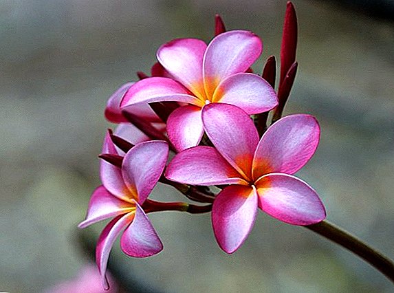 How to grow plumeria from seeds: planting and further care